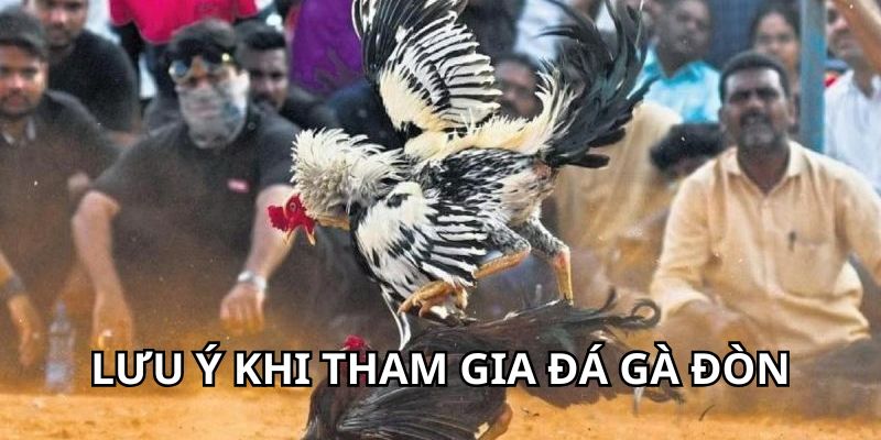 Lưu ý quan trọng khi sư kê tham gia đá gà đòn